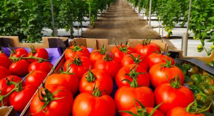 Valle del Yaqui: Tomate, sin presentar daño aparente por bajas temperaturas