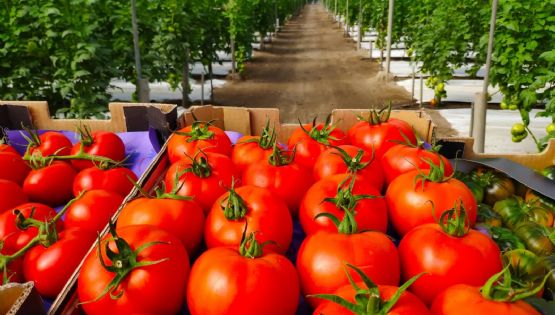 Valle del Yaqui: Tomate, sin presentar daño aparente por bajas temperaturas