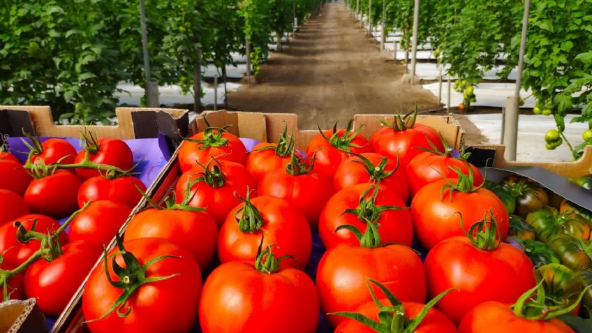 Valle del Yaqui: Tomate, sin presentar daño aparente por bajas temperaturas
