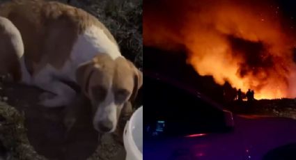 VIDEO: Queman vivos a cachorritos en Cholula y su madre se niega a abandonarlos