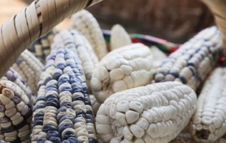 Maíz transgénico en México