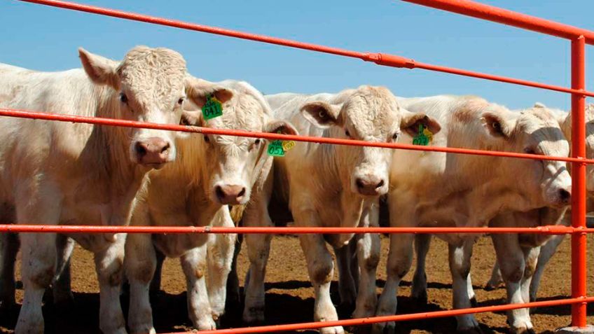 Sin fecha para la reapertura de la frontera para exportación de ganado sonorense