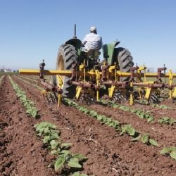 Productores del Valle del Yaqui no ven rentable la alternativa de sembrar cártamo