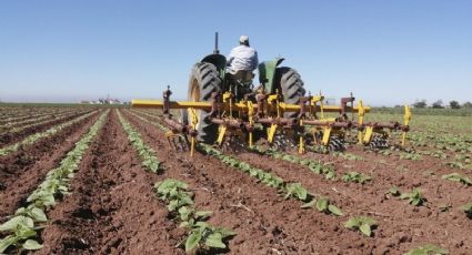 Productores del Valle del Yaqui no ven rentable la alternativa de sembrar cártamo