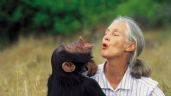 Foto ilustrativa de la nota titulada: Fallece Jane Goodall a los 91 años; pionera de la primatología y defensora incansable de la vida salvaje