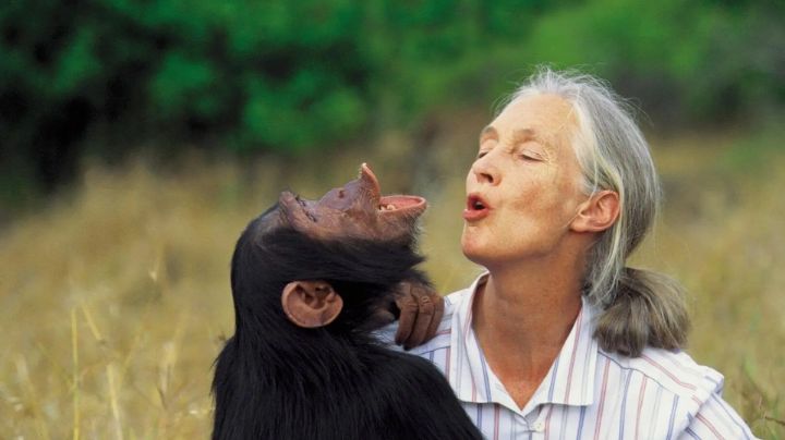Fallece Jane Goodall a los 91 años; pionera de la primatología y defensora incansable de la vida salvaje