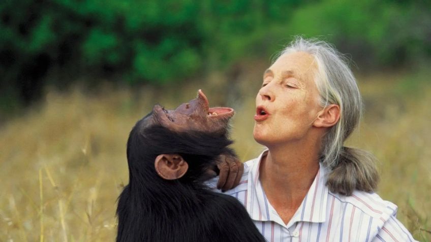Fallece Jane Goodall a los 91 años; pionera de la primatología y defensora incansable de la vida salvaje