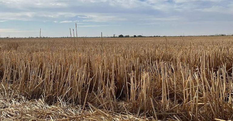 Productores de Ciudad Obregón buscan reducir a la mitad el costo del agua para el próximo ciclo agrícola
