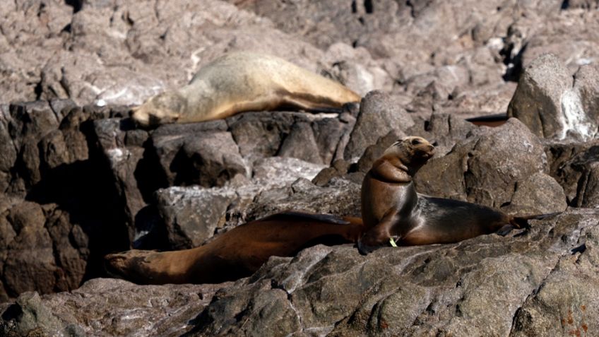 Rescatan y liberan a 13 lobos marinos en Sonora; estaban atrapados en redes de pesca