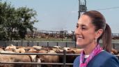 Foto ilustrativa de la nota titulada: Avanza apoyo para ganaderos del norte; recibirán 700 mdp, según Claudia Sheinbaum