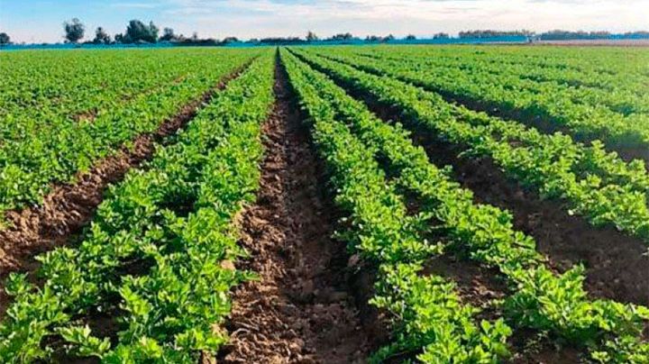 Guaymas y Empalme alistan la siembra de 17 mil hectáreas para el ciclo agrícola 2025–2026