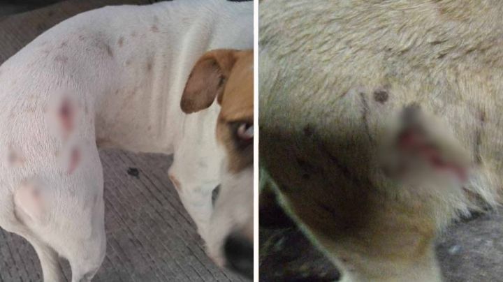 Reportan a grupo de jóvenes que le disparó a perros callejeros en sector norte de Guaymas