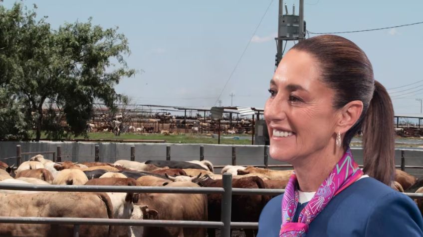 Avanza apoyo para ganaderos del norte; recibirán 700 mdp, según Claudia Sheinbaum