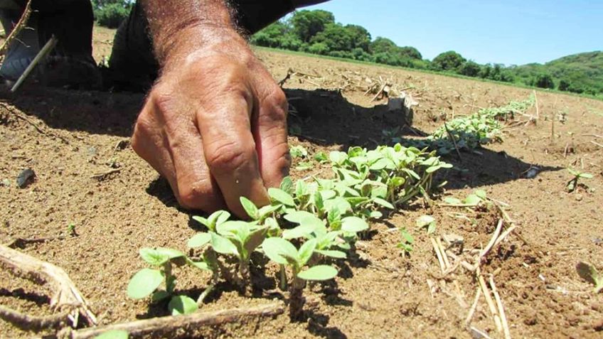 Buena cosecha de ajonjolí en el Valle del Yaqui, con rendimientos favorables, afirman