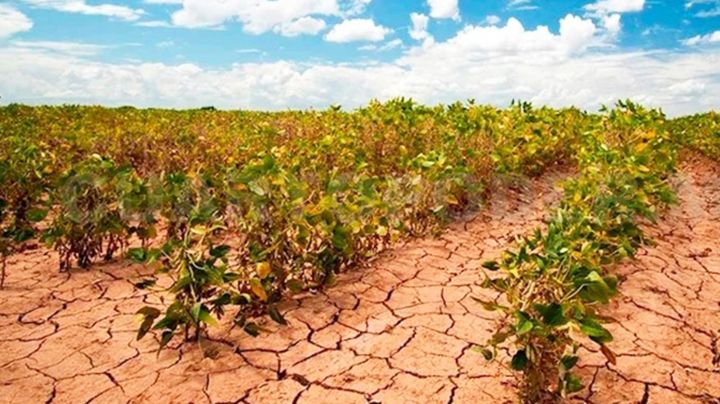 Ciudad Obregón: Solo 52% del Valle del Yaqui se podría sembrar este ciclo agrícola