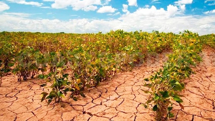 Ciudad Obregón: Solo 52% del Valle del Yaqui se podría sembrar este ciclo agrícola