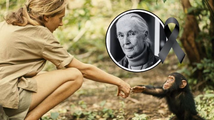 Dan a conocer la causa oficial del fallecimiento de Jane Goodall, defensora de los chimpancés