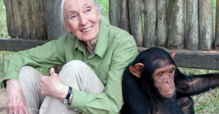 Jane Goodall fue pionera en el estudio de los chimpancés 