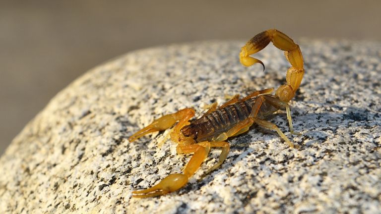 Niña fallece por picadura de alacrán en Hermosillo