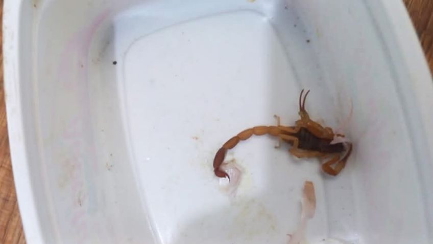 Muerte de niña en Hermosillo: IMSS admite que no había antídoto para alacrán a su llegada