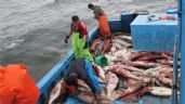 Foto ilustrativa de la nota titulada: Pescadores de Guaymas y Empalme acuerdan precio de 13 pesos por kilo de calamar
