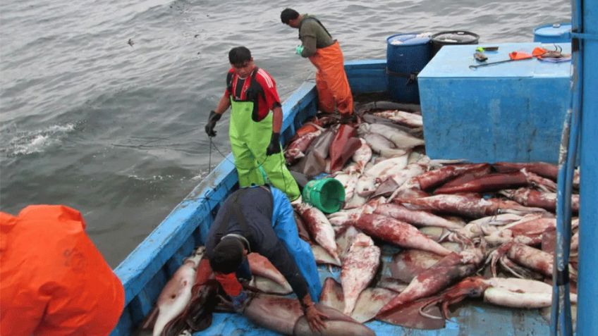 Pescadores de Guaymas y Empalme acuerdan precio de 13 pesos por kilo de calamar