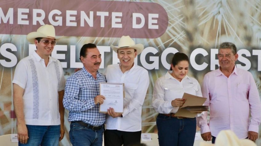 Productores recibirán 10 dólares complementarios por tonelada de trigo en Sonora