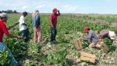 Foto ilustrativa de la nota titulada: Estiman que habría mil 200 jornales menos en campos agrícolas de Guaymas y Empalme