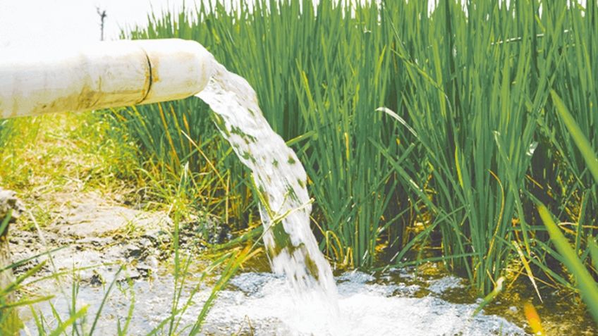 Conagua incrementa dotación de agua para riego en el Valle del Yaqui; permitirá ampliar cultivos de trigo y maíz