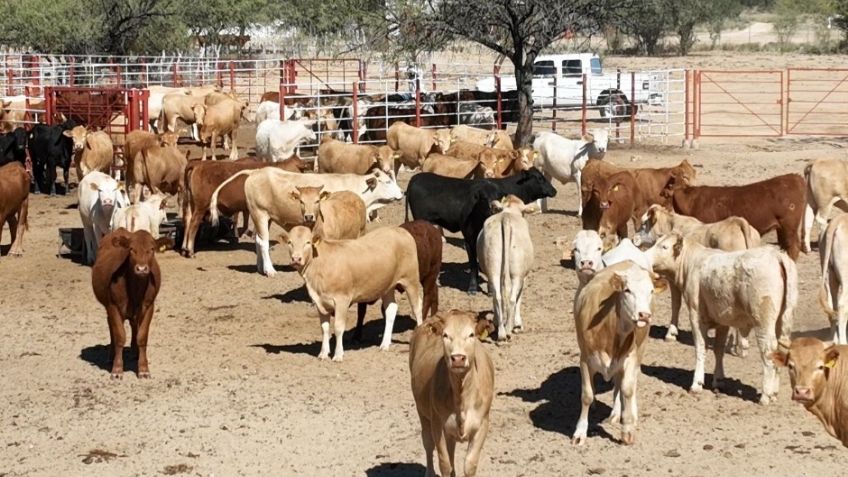 Sader Sonora elimina el plazo de 15 días hábiles para adquirir sementales