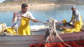 Foto ilustrativa de la nota titulada: Llaman a pescadores de Guaymas y Empalme a respetar el precio de calamar acordado