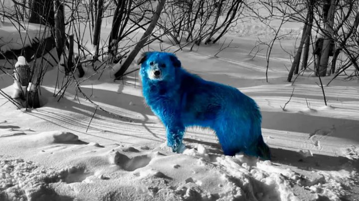 Los perros de Chernobyl se vuelven de color azul brillante; esto se sabe