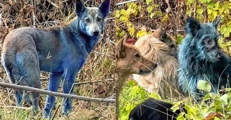 Aparecen perros azules en Chernobyl