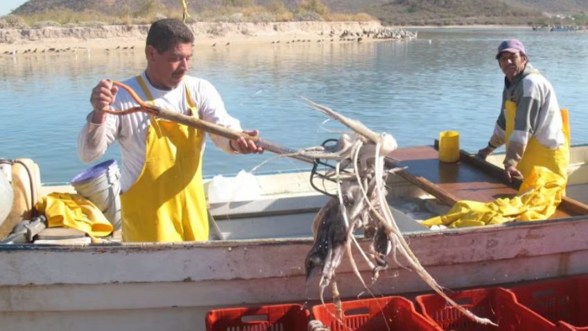 Llaman a pescadores de Guaymas y Empalme a respetar el precio de calamar acordado