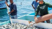 Foto ilustrativa de la nota titulada: Sonora lidera la pesca de sardina a nivel nacional, según Canainpesca