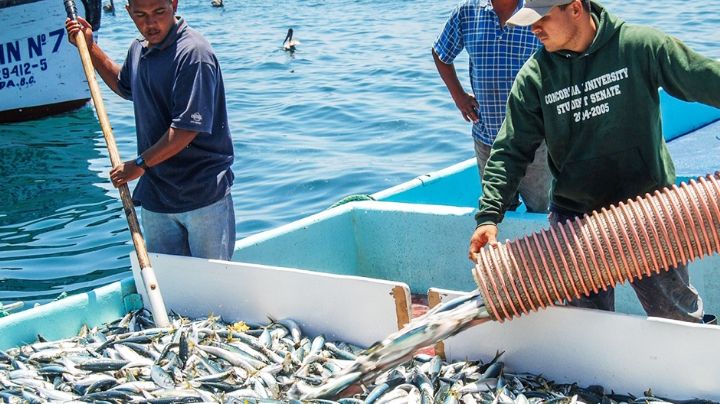 Sonora lidera la pesca de sardina a nivel nacional, según Canainpesca
