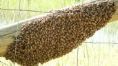 Foto ilustrativa de la nota titulada: Ciudad Obregón: Apicultores están saturados ante creciente demanda para retirar enjambres de abejas