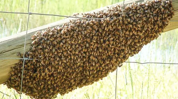 Ciudad Obregón: Apicultores están saturados ante creciente demanda para retirar enjambres de abejas