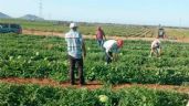 Foto ilustrativa de la nota titulada: Jornaleros 'mueven' la economía en Empalme durante el auge de la temporada agrícola