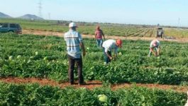 Foto que representa a Jornaleros 'mueven' la economía en Empalme durante el auge de la temporada agrícola