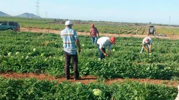 Jornaleros 'mueven' la economía en Empalme durante el auge de la temporada agrícola