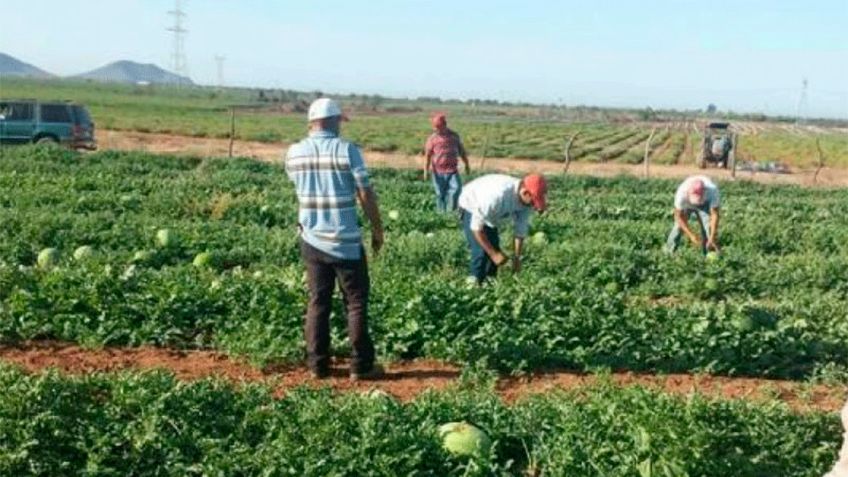 Jornaleros 'mueven' la economía en Empalme durante el auge de la temporada agrícola