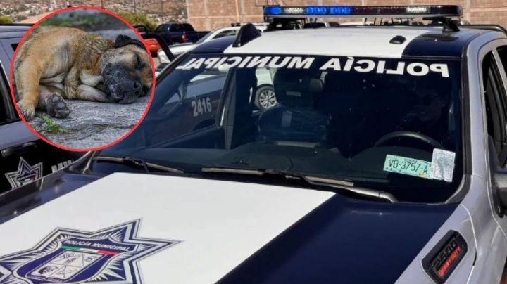Investigan muerte de dos perros por posible envenenamiento en la colonia Obrera de Nogales