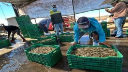 Foto que representa a Camarón producido en Sonora mantiene liderazgo a nivel mundial por su calidad: Cosaes