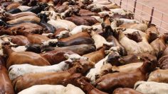 Sonora se mantiene libre de gusano barrenador, confirma Sader; se han realizado más de 790 mil inspecciones