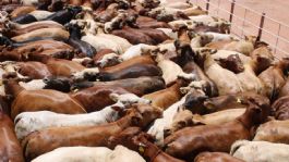 Foto que representa a Sonora se mantiene libre de gusano barrenador, confirma Sader; se han realizado más de 790 mil inspecciones