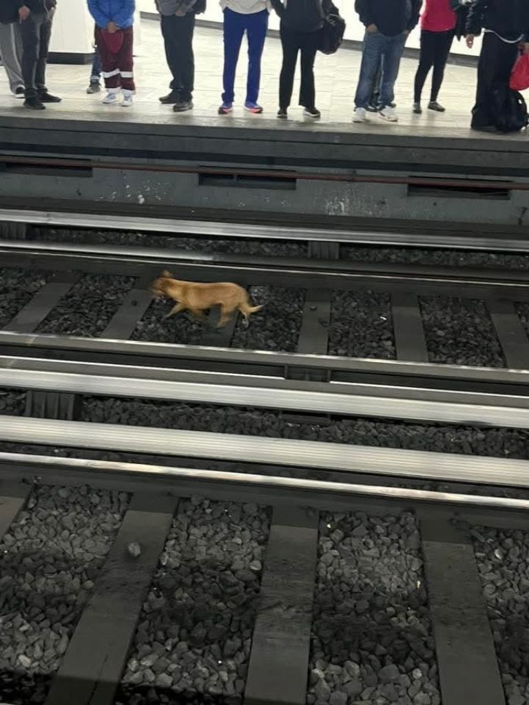 El perrito fue rescatado por las autoridades capitalinas. Foto: Facebook