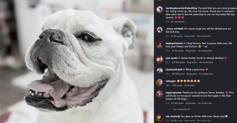 Bently fallece a los 11 años tras ganarse el corazón de millones en The Boys