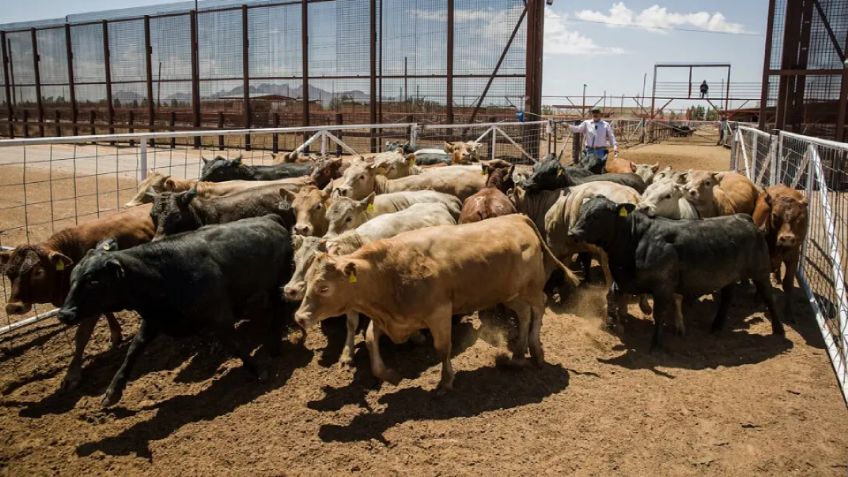 EU pone fecha para revisar estación cuarentenaria en Sonora y definir exportación de ganado