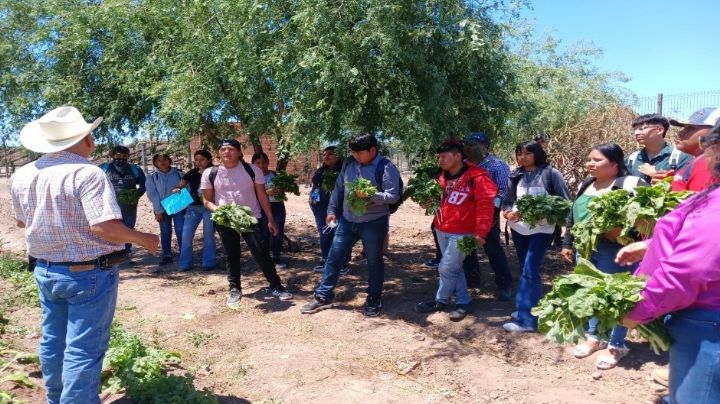 Desarrolla la Universidad del Pueblo Yaqui modelo productivo alimentario